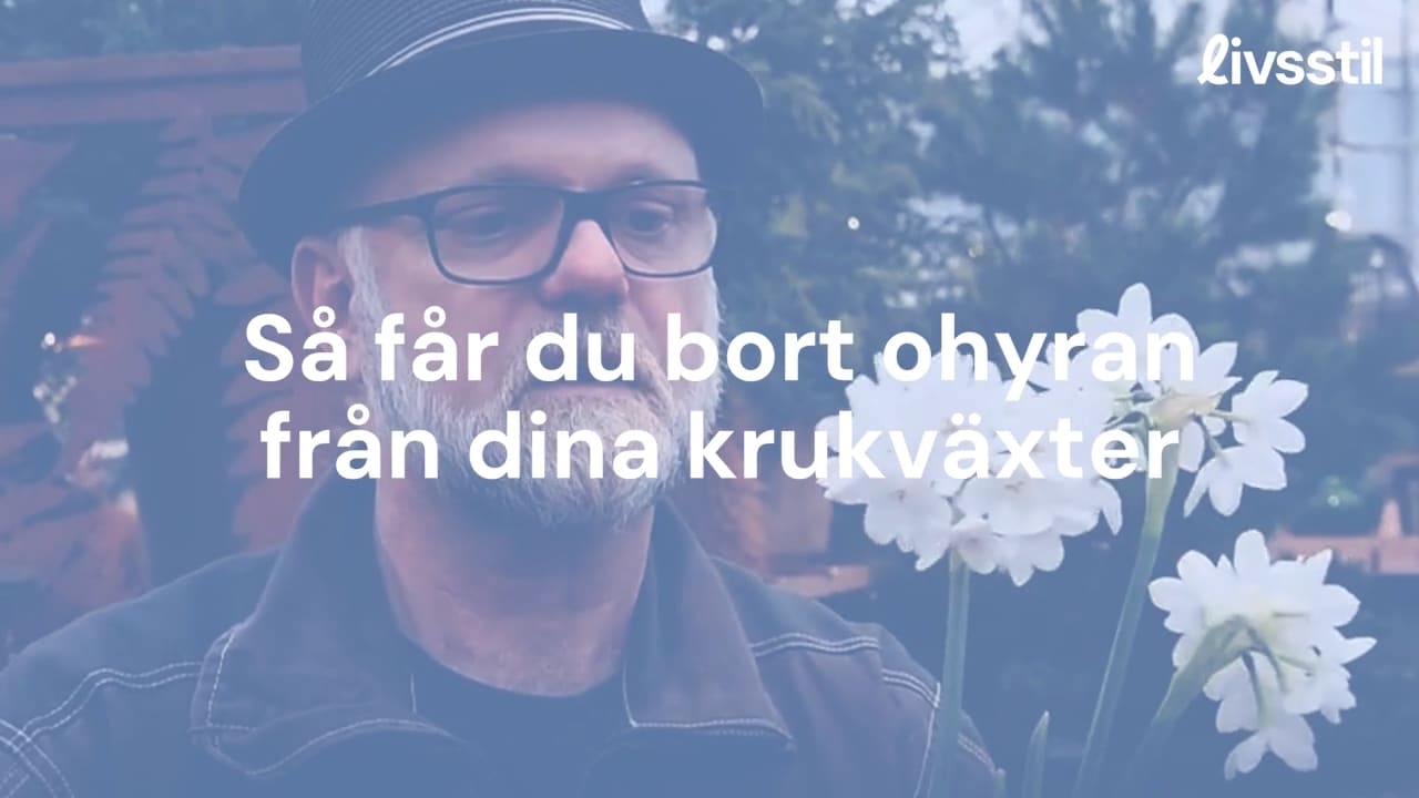 Bosse Rappne: Så blir du av med ohyran på dina växter