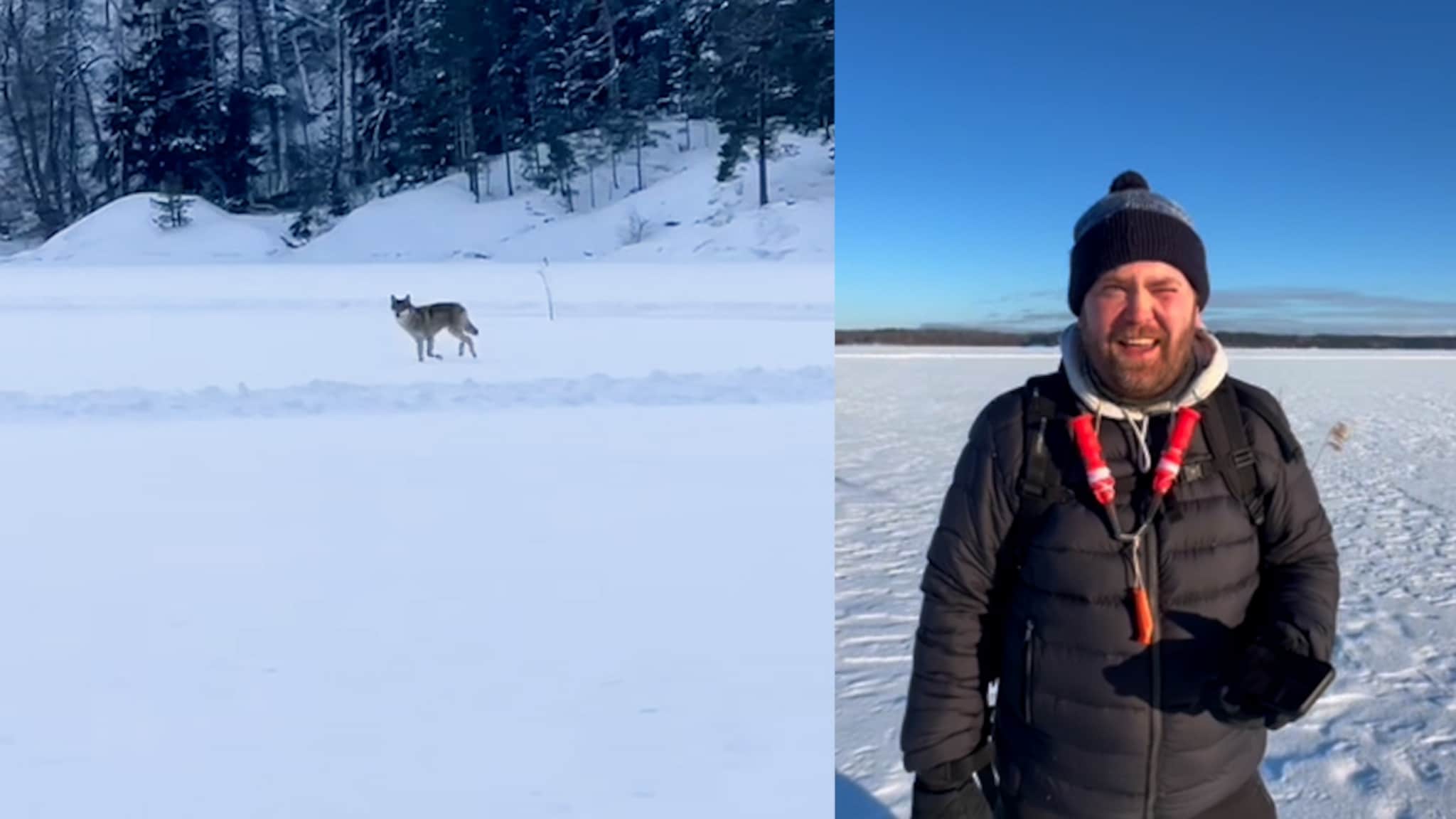 Fredrik, 33, mötte vargen på Lidingö: "Den var nyfiken"