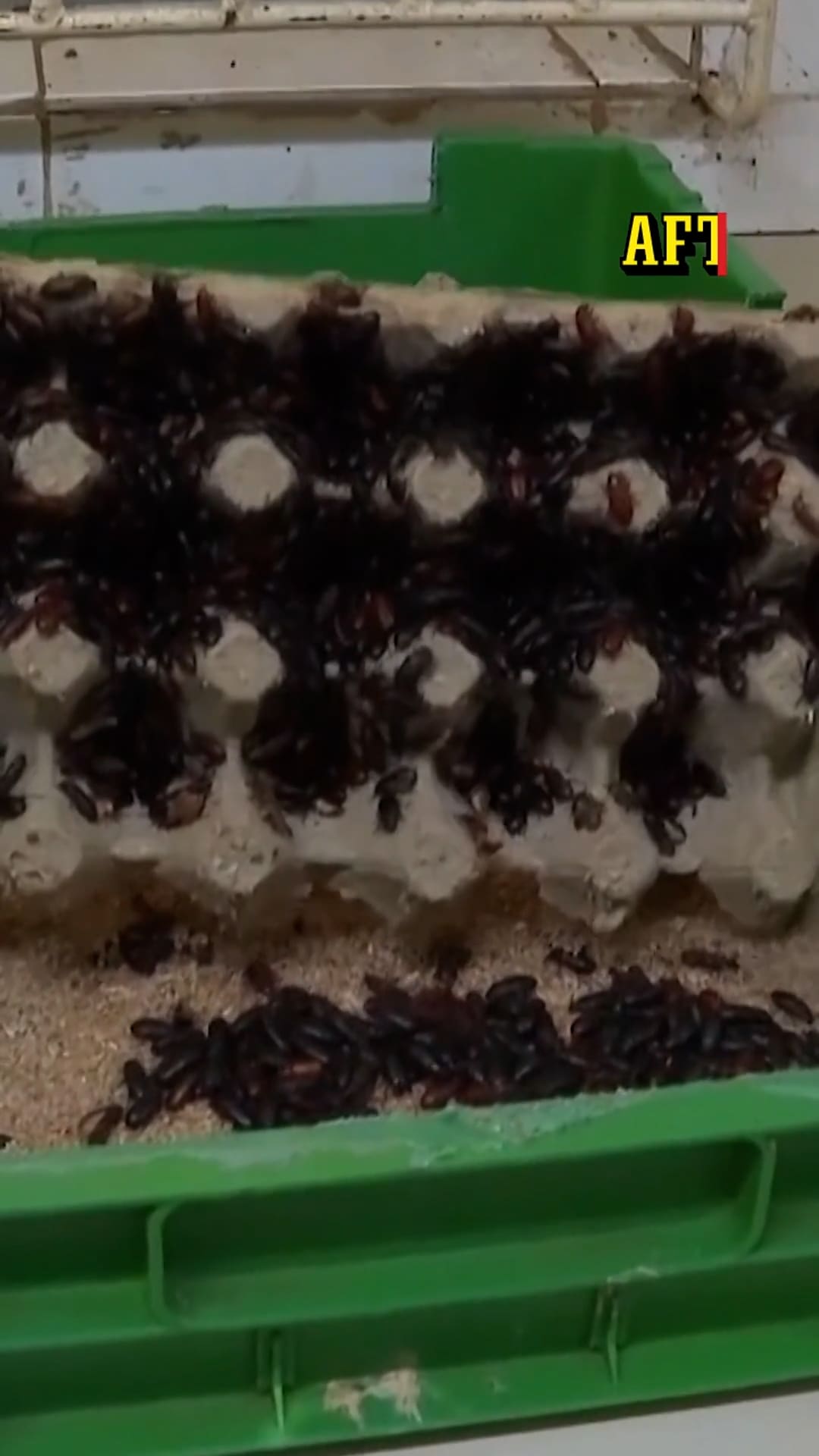 Larver som ska äta och lösa vårt plastavfall