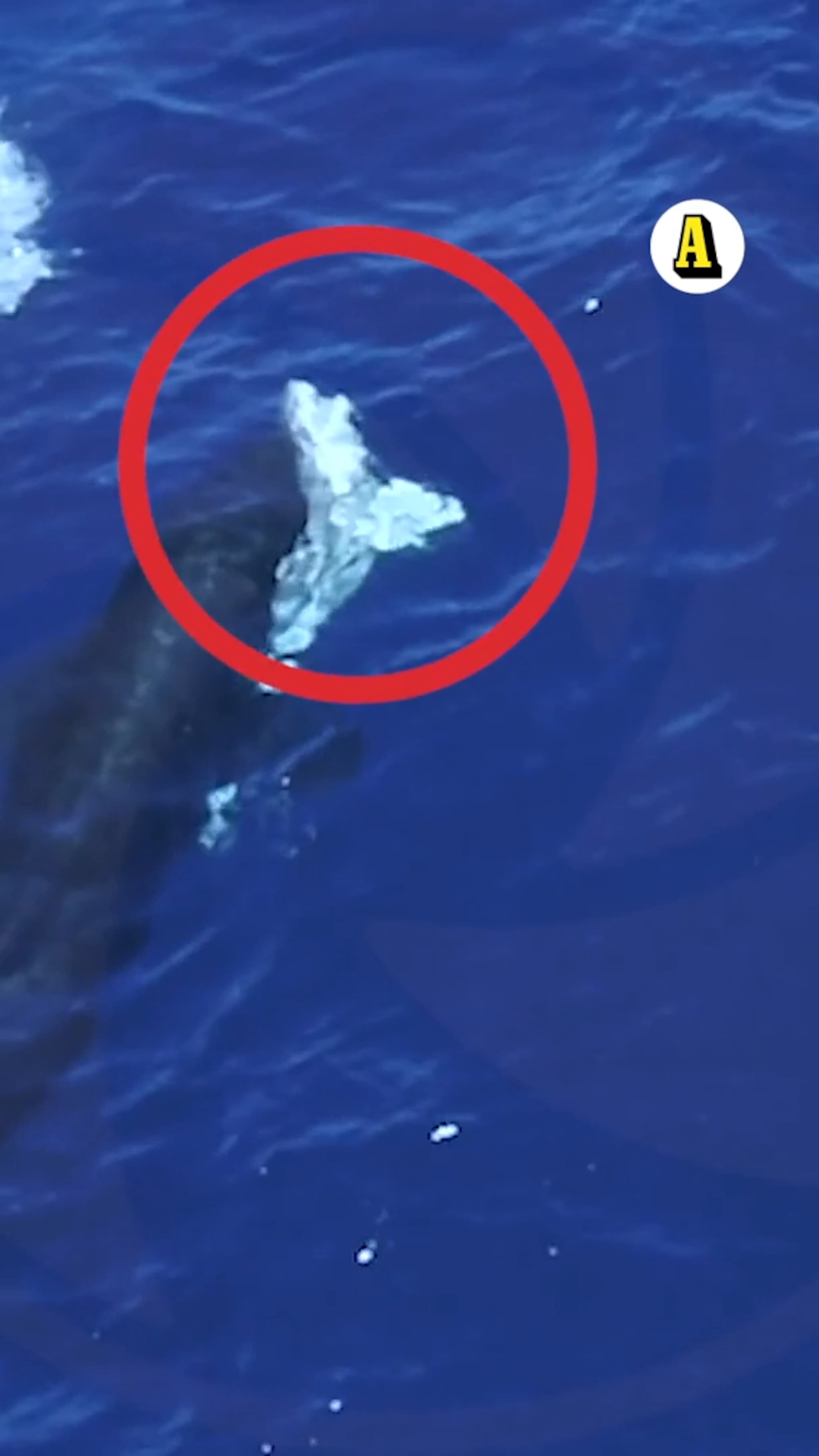 Späckhuggare dödar vithajar: ”Ny toppredator”