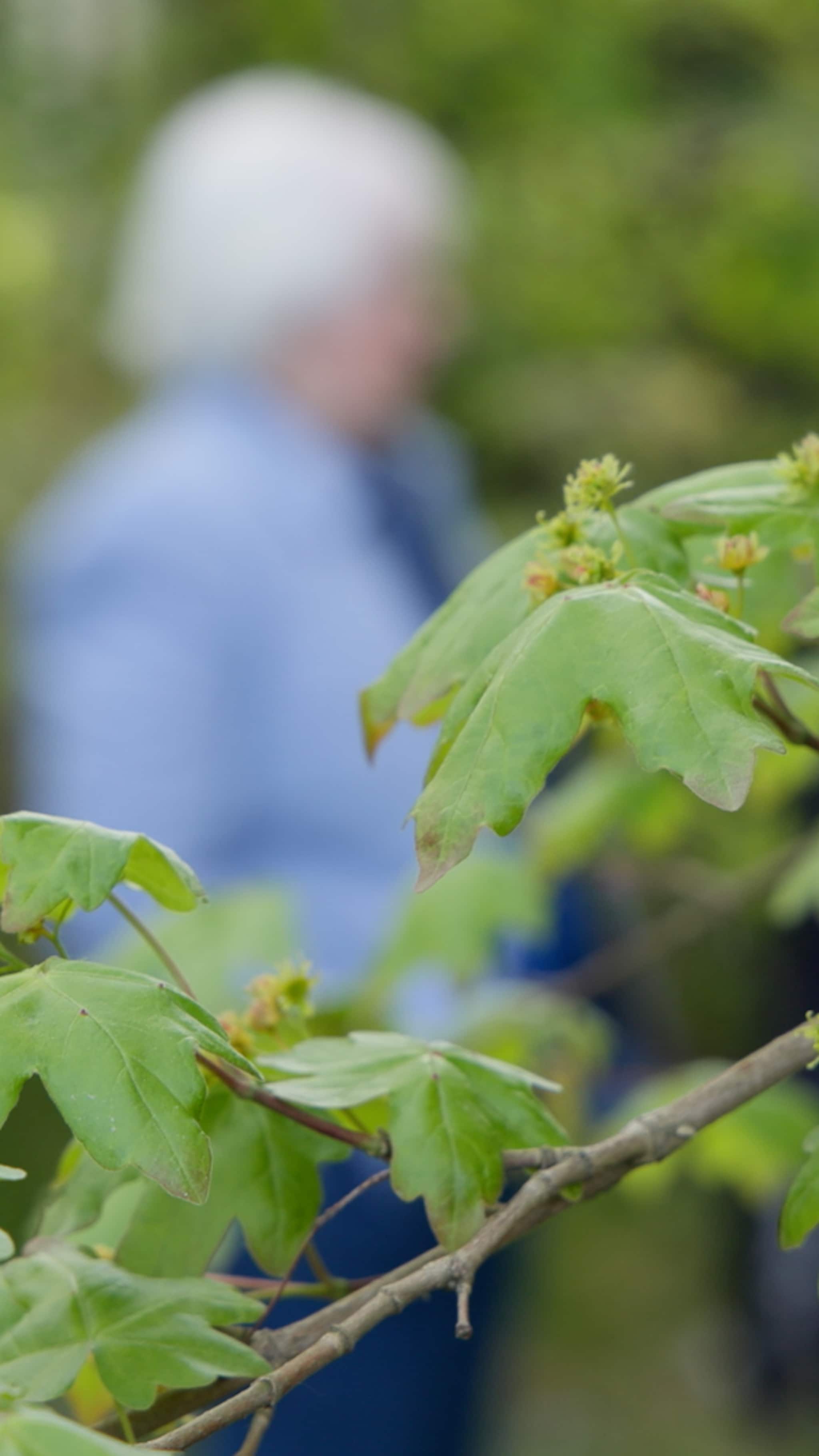 Fridlysta blommor försvann: ”Kerstin är en hjälte!”