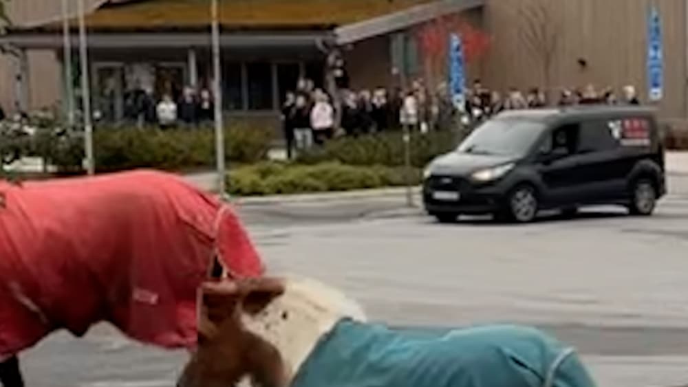 H&auml;star p&aring; rymmen