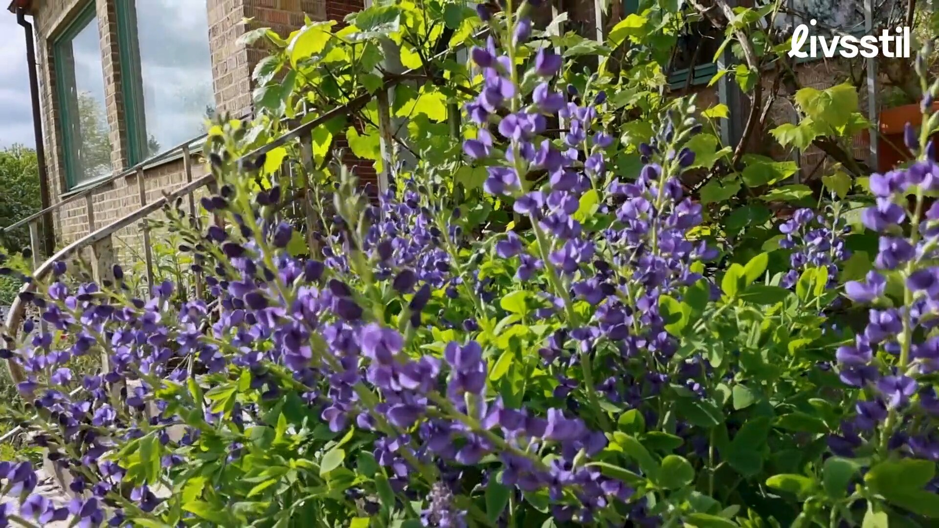 5 riktigt torktåliga blommor