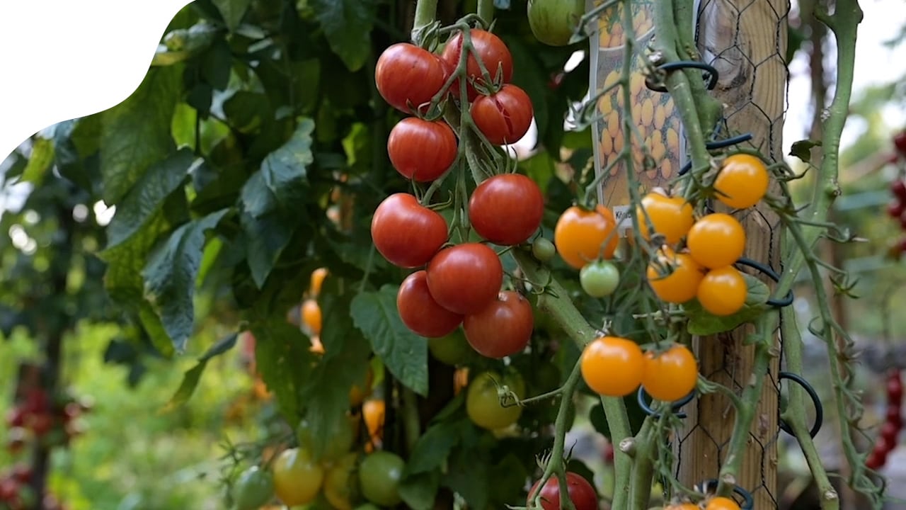 Så dina tomater som proffset