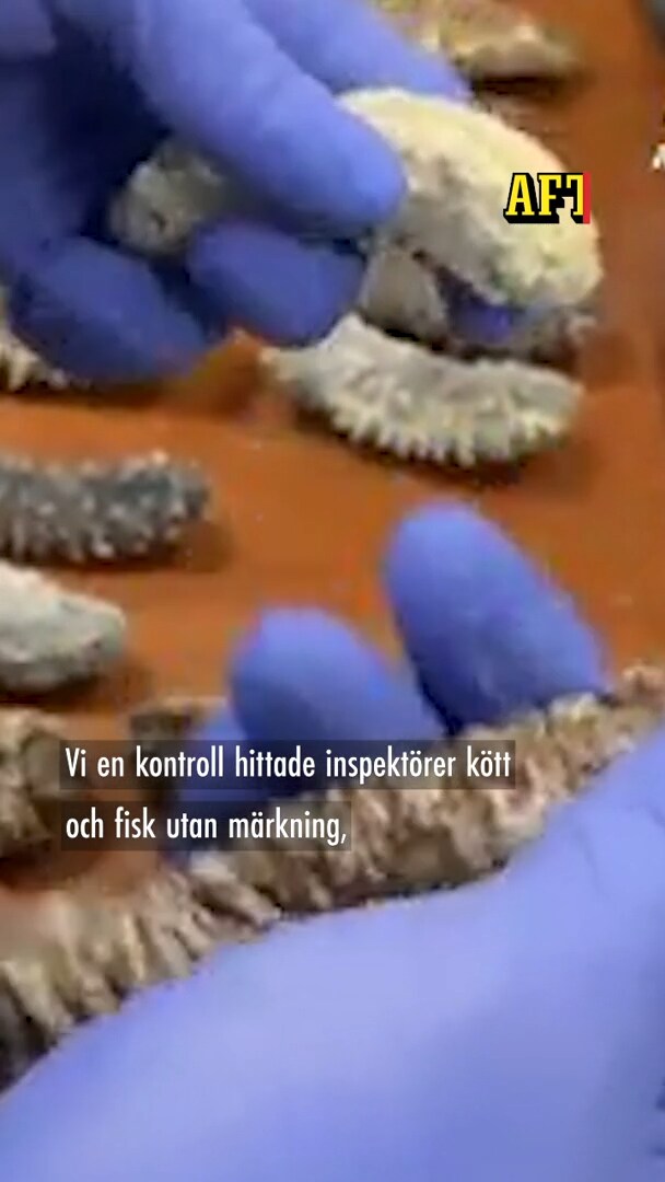 Skräcken på krogen - serverade gatuduvor