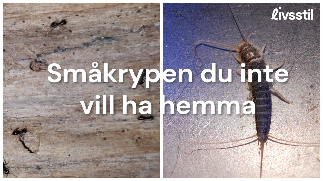 4 småkryp du inte vill ha hemma