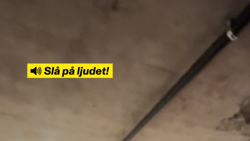 Norska fansen: 