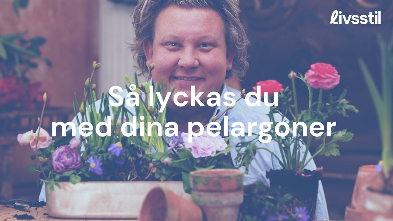 Karl Fredrik - så lyckas du med dina pelargoner