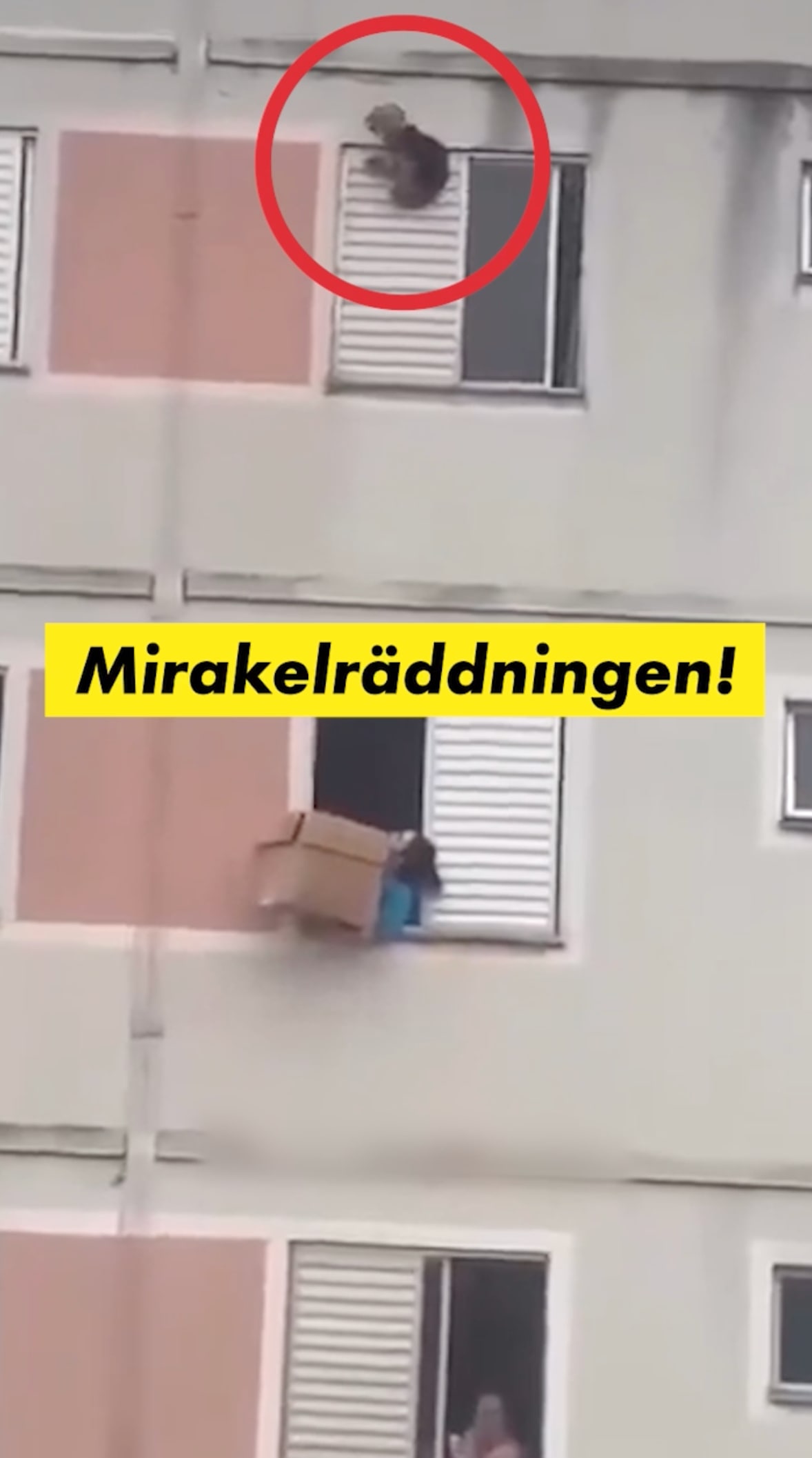 Se mirakelräddningen – hunden faller från femte våningen