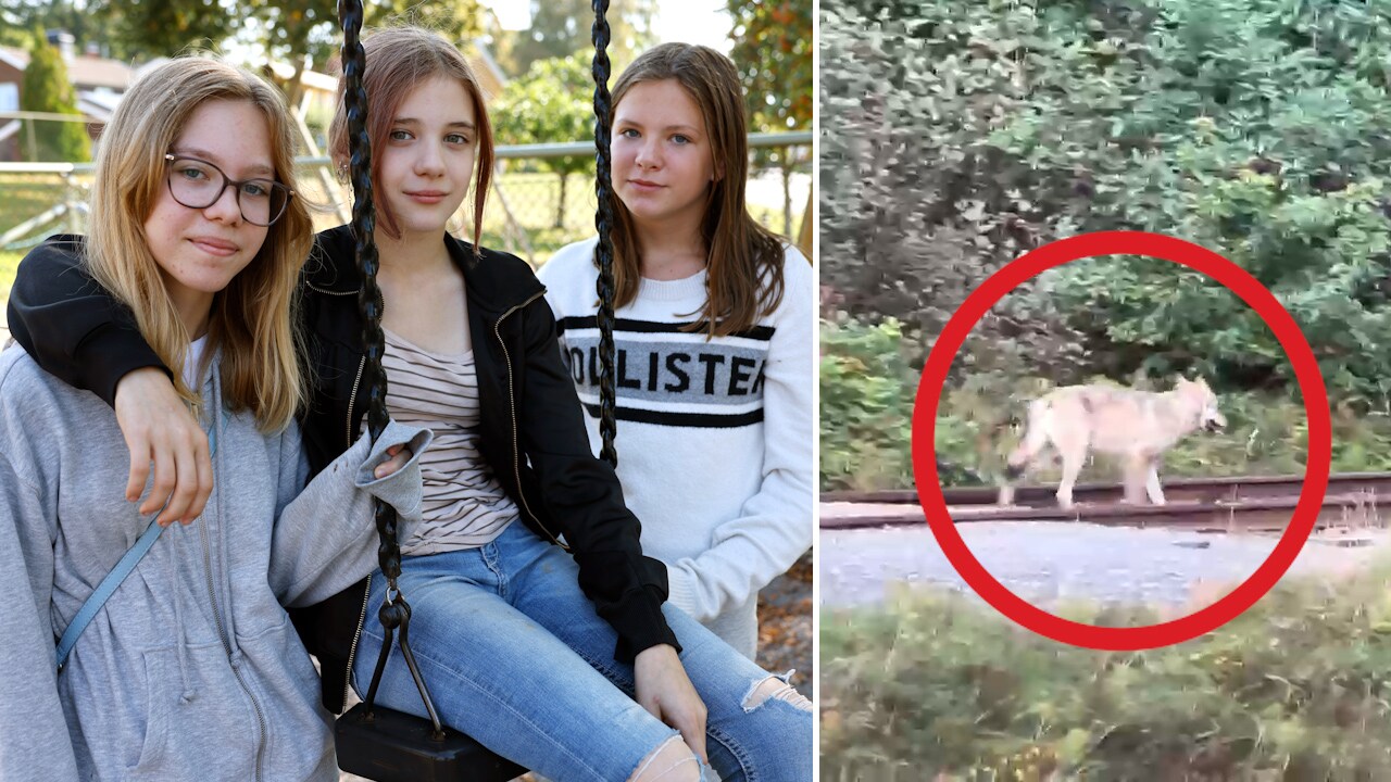 Alicia, 12, mötte en varg på lektionen: “Det var väldigt läskigt”