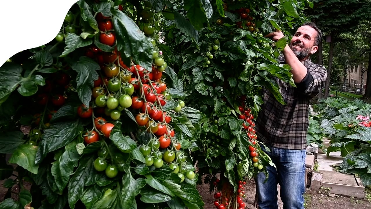 "Tomatmannen" Abdullah Almassri – så mycket tomater blev det