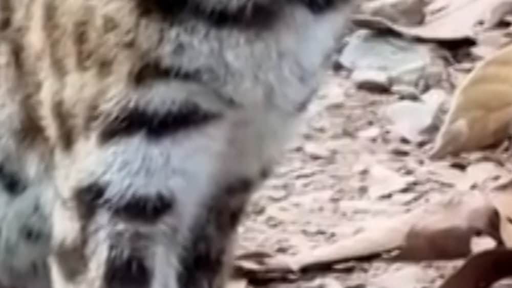 Historisk uppt&auml;ckt: Helt ny katt