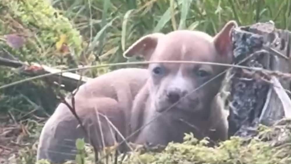 &Ouml;vergiven hundvalp hittades i skogen: &rdquo;Skakade&rdquo;