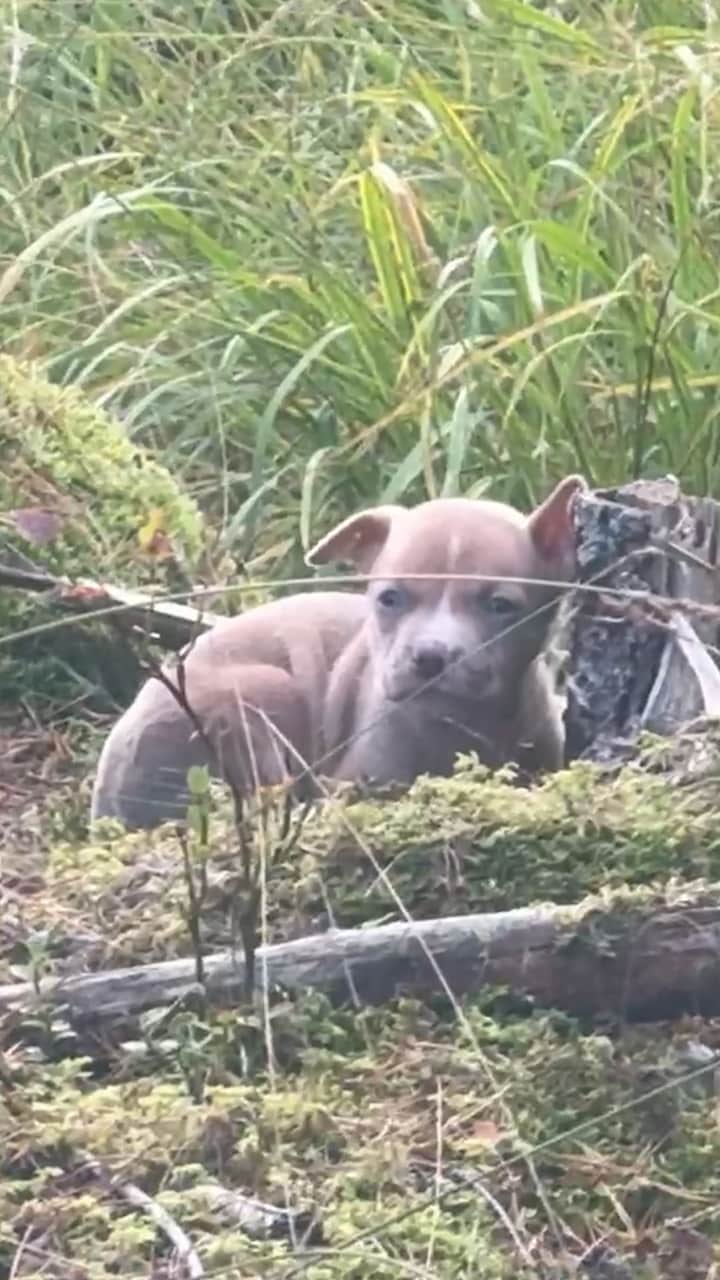 Övergiven hundvalp hittades i skogen: ”Skakade” - Aftonbladet TV