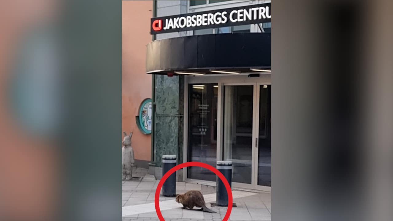 Se Daniels möte med bävern – mitt i centrum