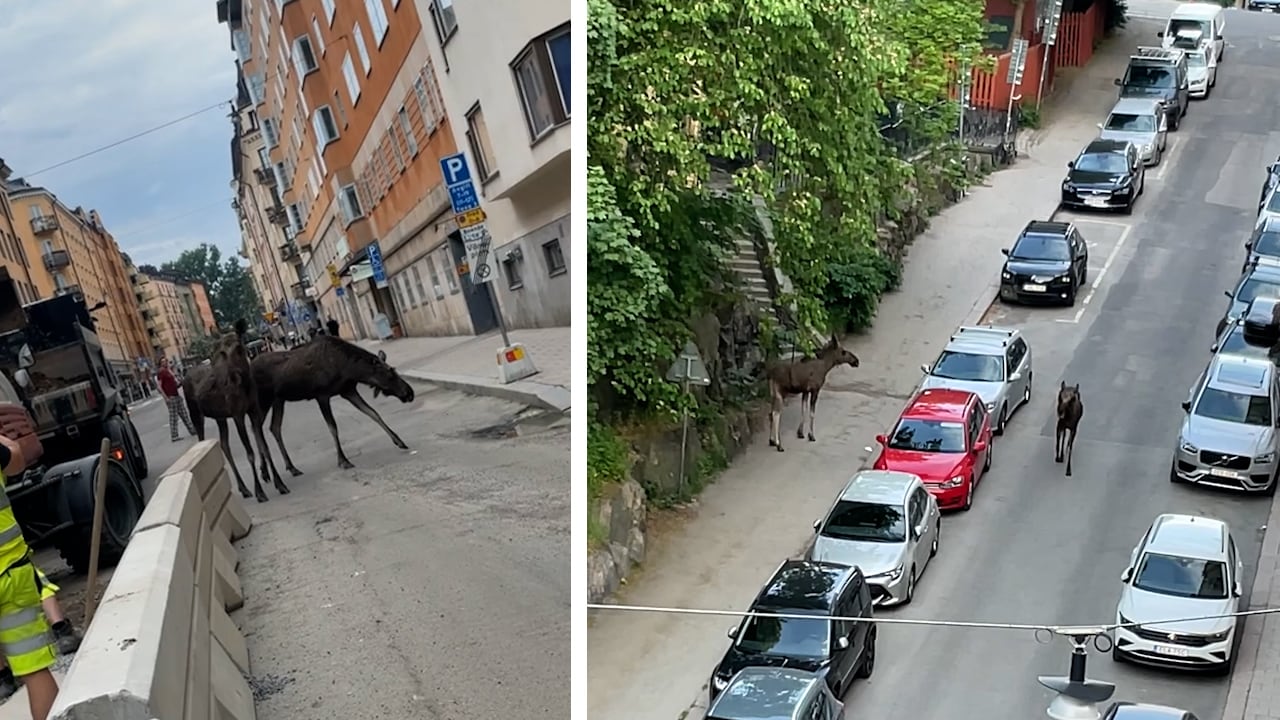 Se älgarna ta över Södermalm