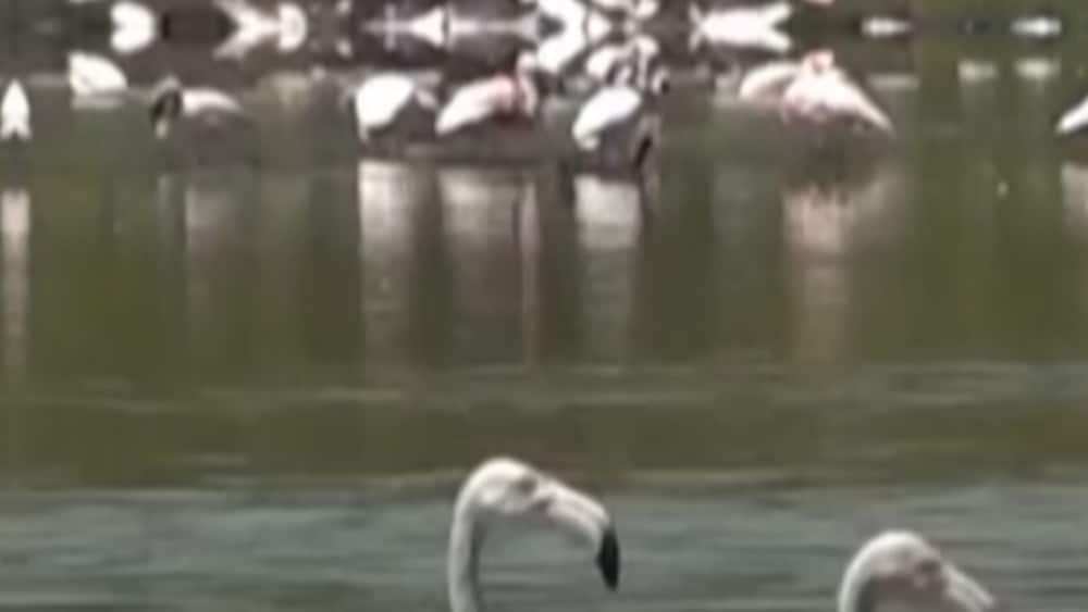 Rosa f&auml;rgen p&aring; flamingorna har bleknat