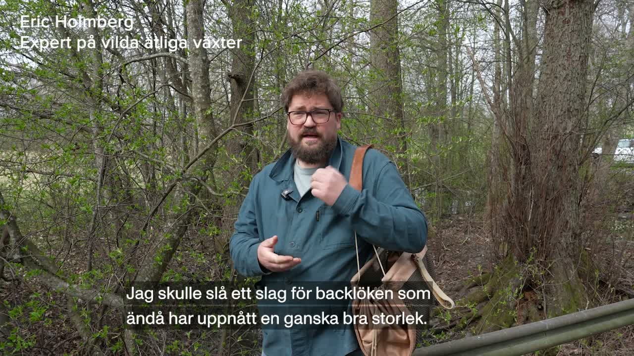 Erik plockar vildsallad i skogen