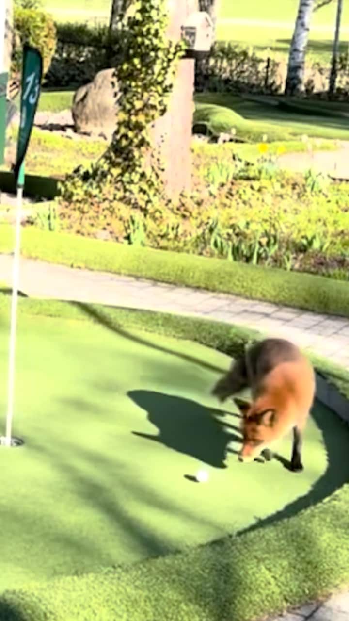 Oväntade rävspelet på golfbanan