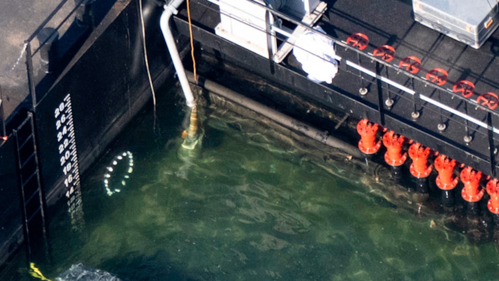 H&auml;r r&auml;ddas Valen &rdquo;Timmy&rdquo; &ndash; var fast i &Ouml;stersj&ouml;n