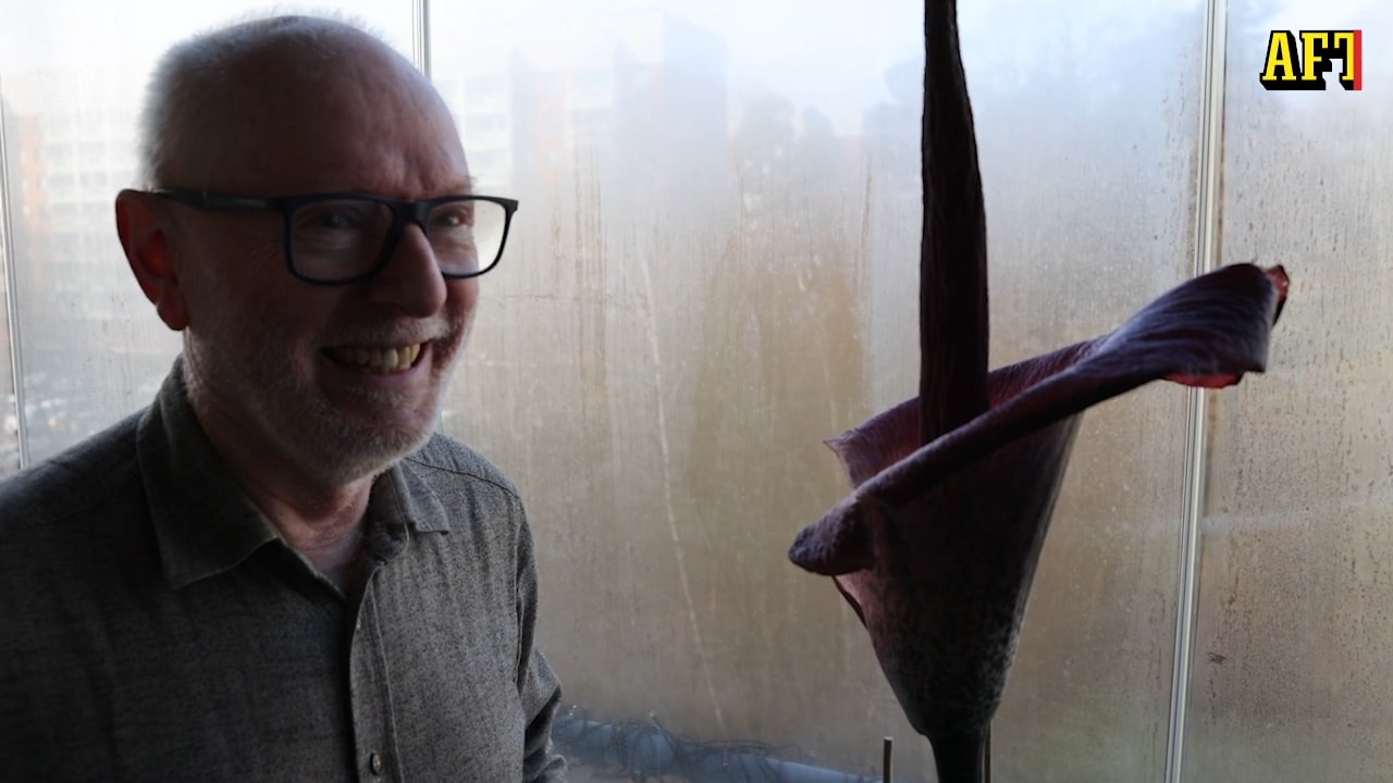 Lars ovanliga växt blommar efter 15 år: “Luktar as”