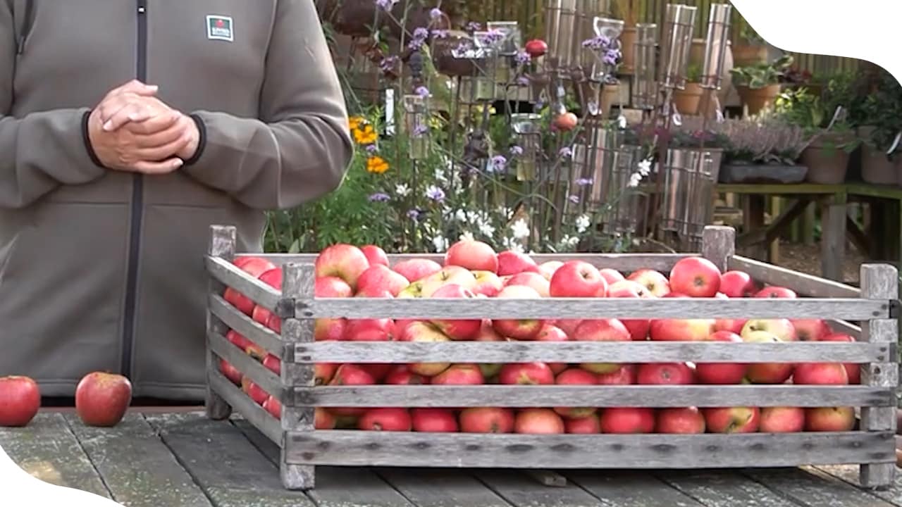 Bra äpplesorter till matlagning