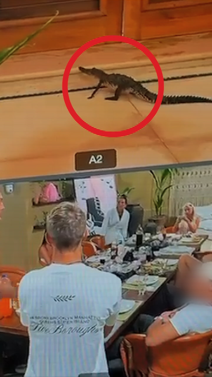 Se krokodilen i PH-huset: ”Extremt sällsynt”