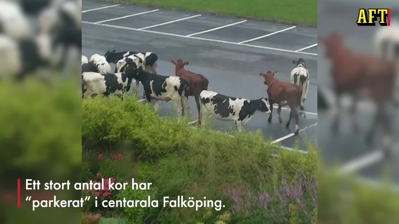 Kor har &ldquo;parkerat&rdquo; i Falköping