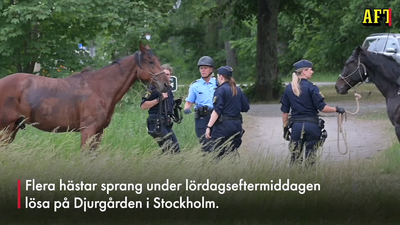 Hästar sprang löst på Djurgården – minst två skadade