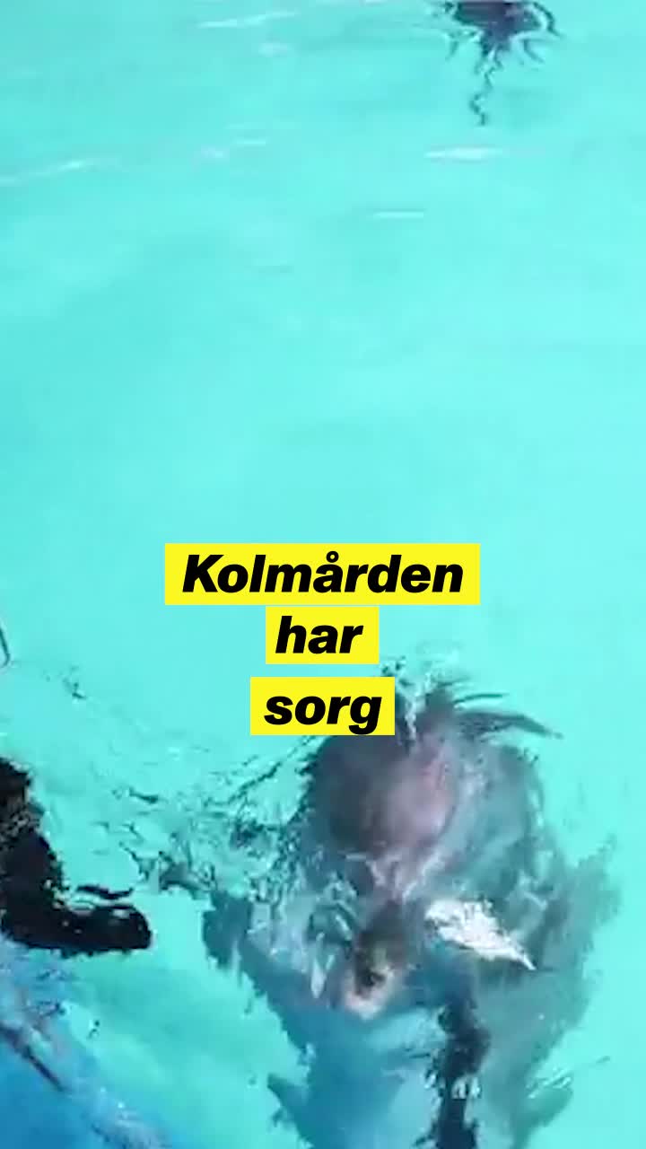 Delfinen Pärla är död