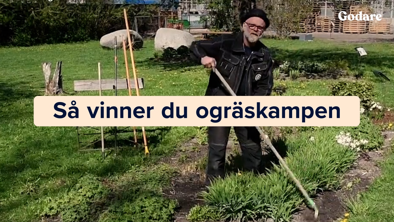 Bosse Rappne: Så vinner du ogräskampen