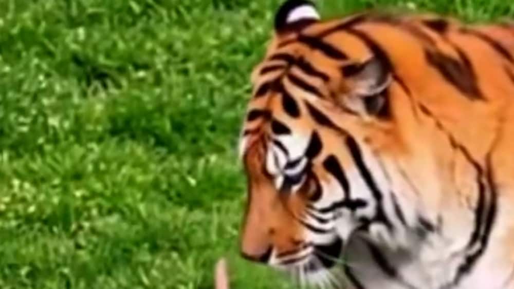 Stark kritik mot Trumps tigervideo