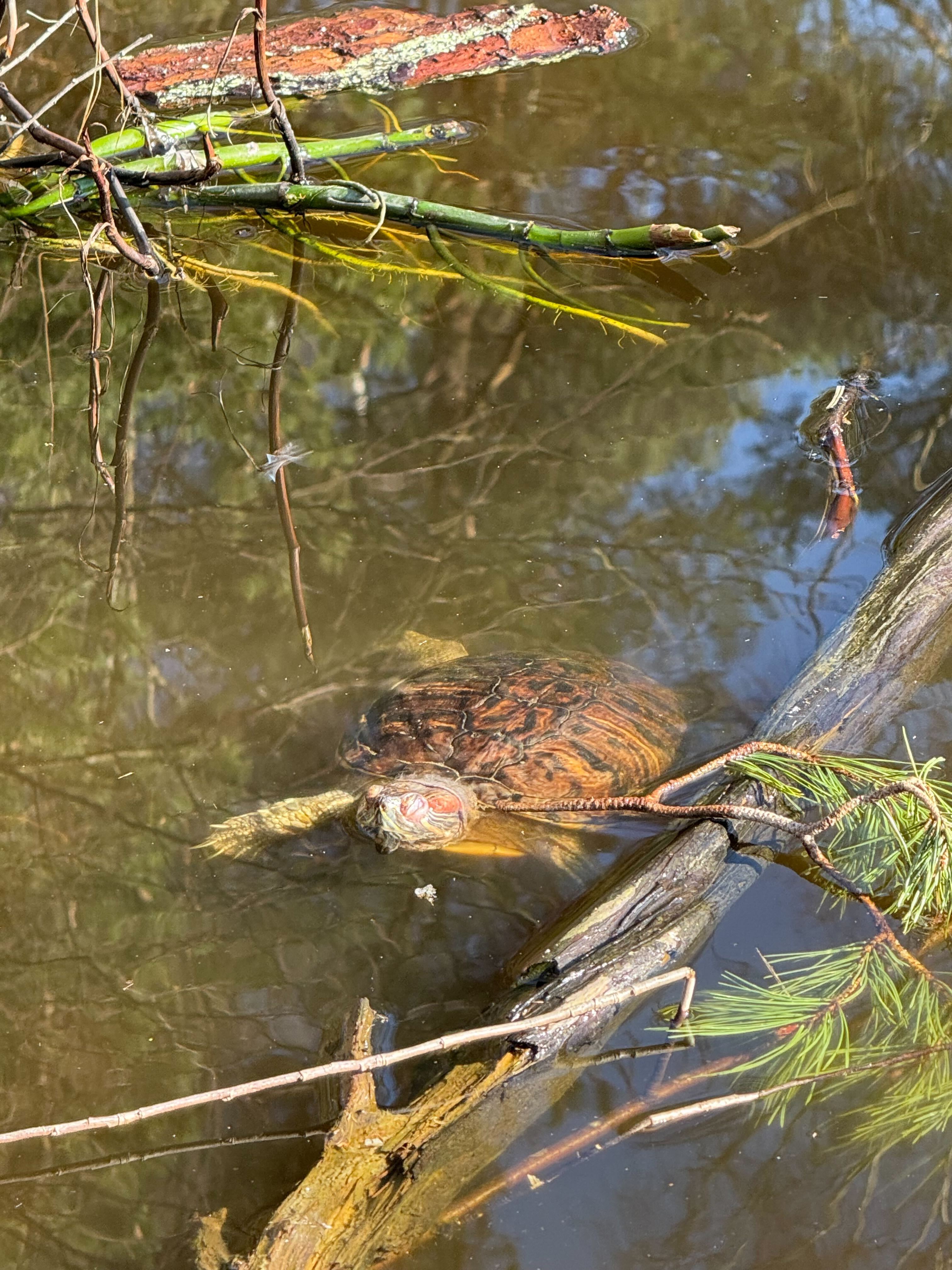 Mitt i fikat – då kommer sköldpaddan simmande