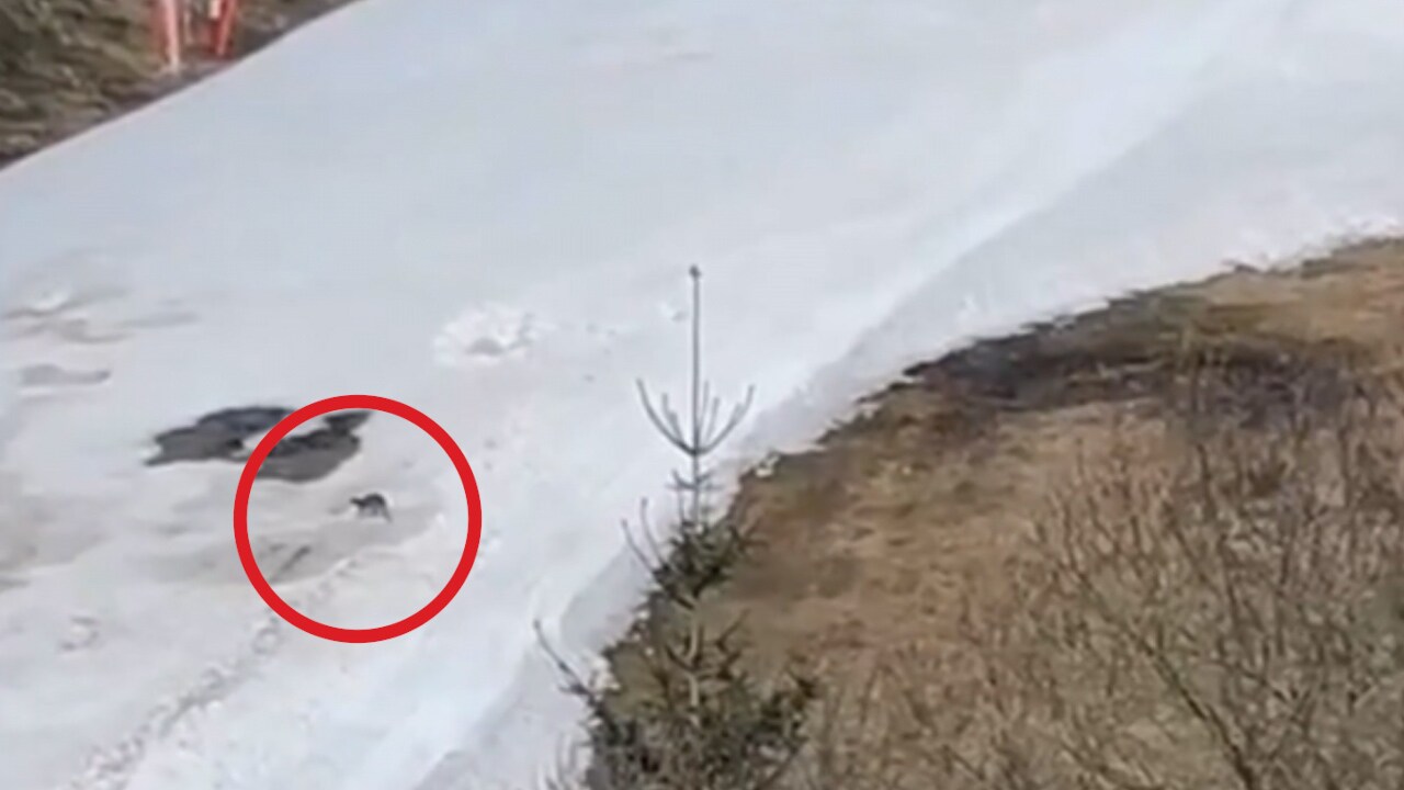 Här är kändiskängurun i Slovakien