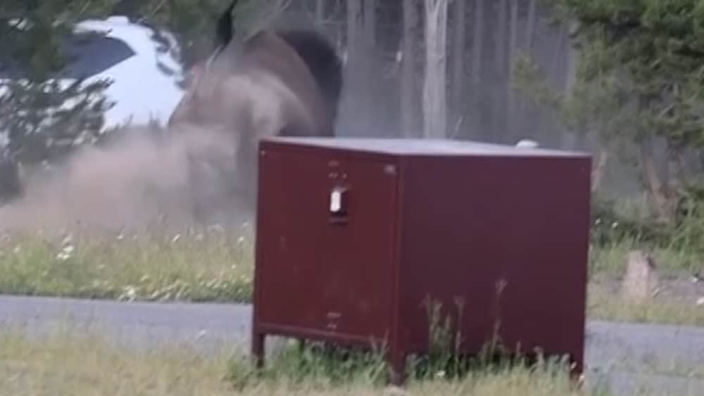 H&auml;r kastas en man upp flera meter i luften &ndash; av en bison