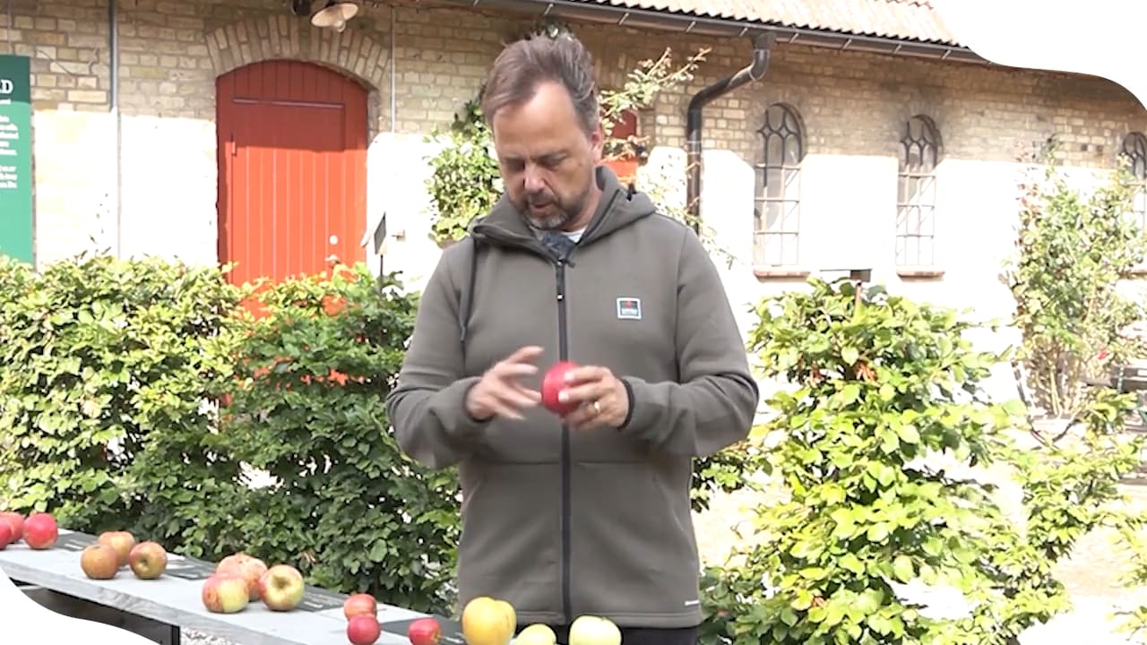 Så väljer du rätt äpple till din trädgård