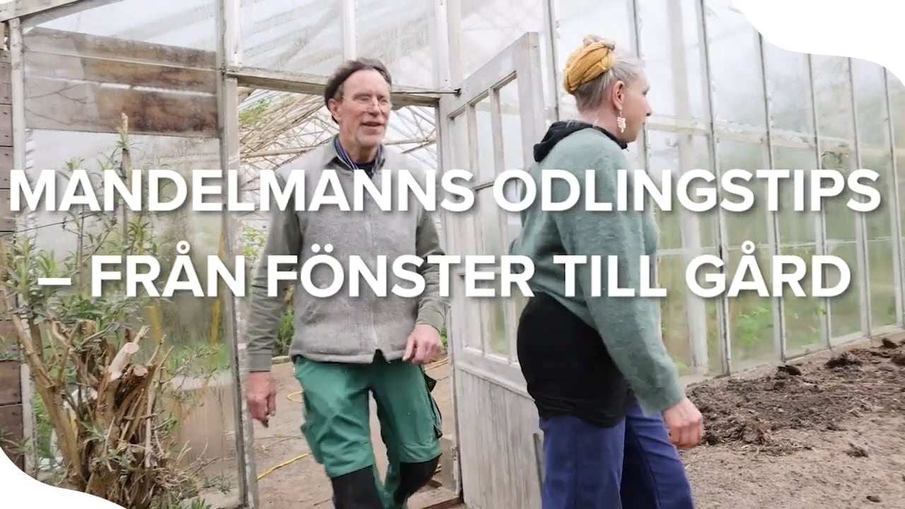Mandelmanns odlingstips – från fönster till gård