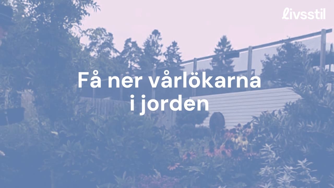 Dags att få ner vårlökarna i jorden