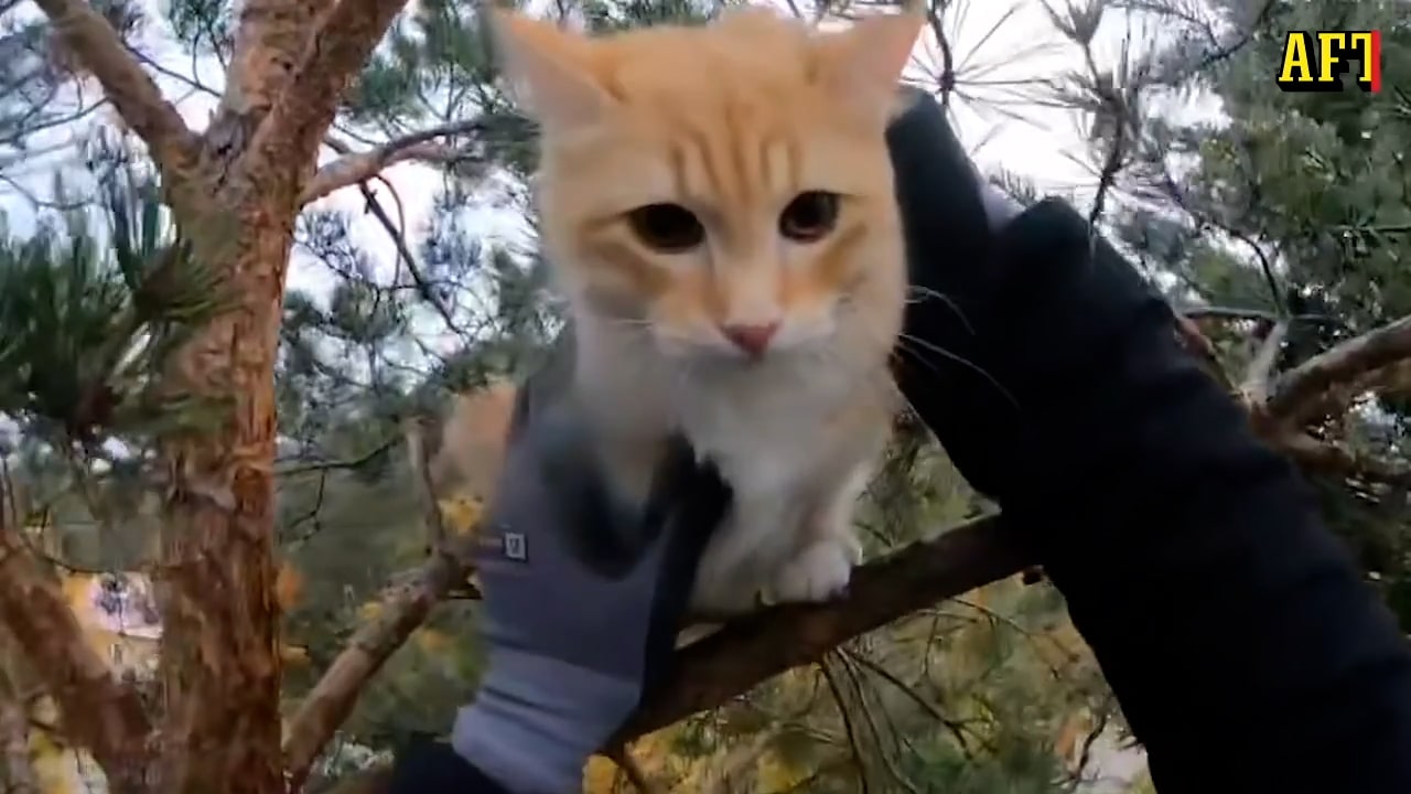 Här räddar ”Ninjatay” en av 136 katter i träd