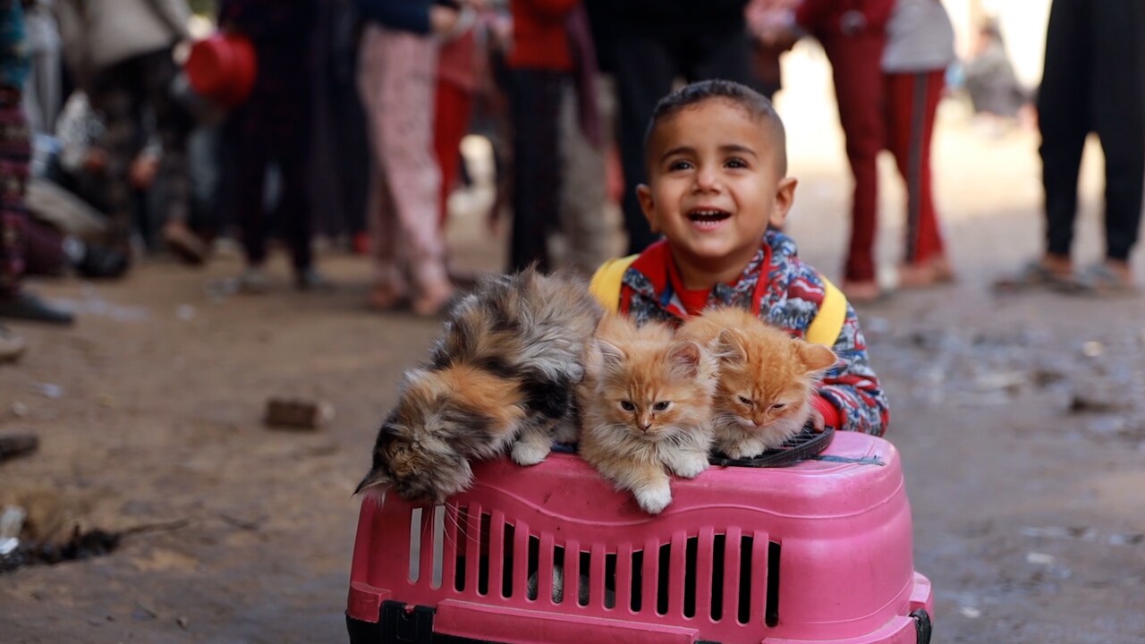 Här visar Hamoud, 3, sina kattungar – mitt i krigets Gaza