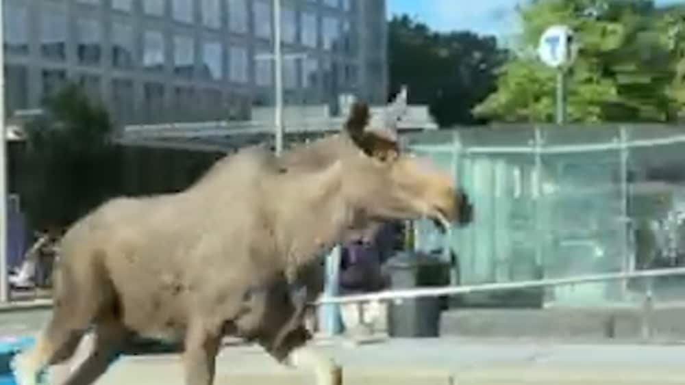 Älg mitt i rusningstrafiken: ”Svinrädd”