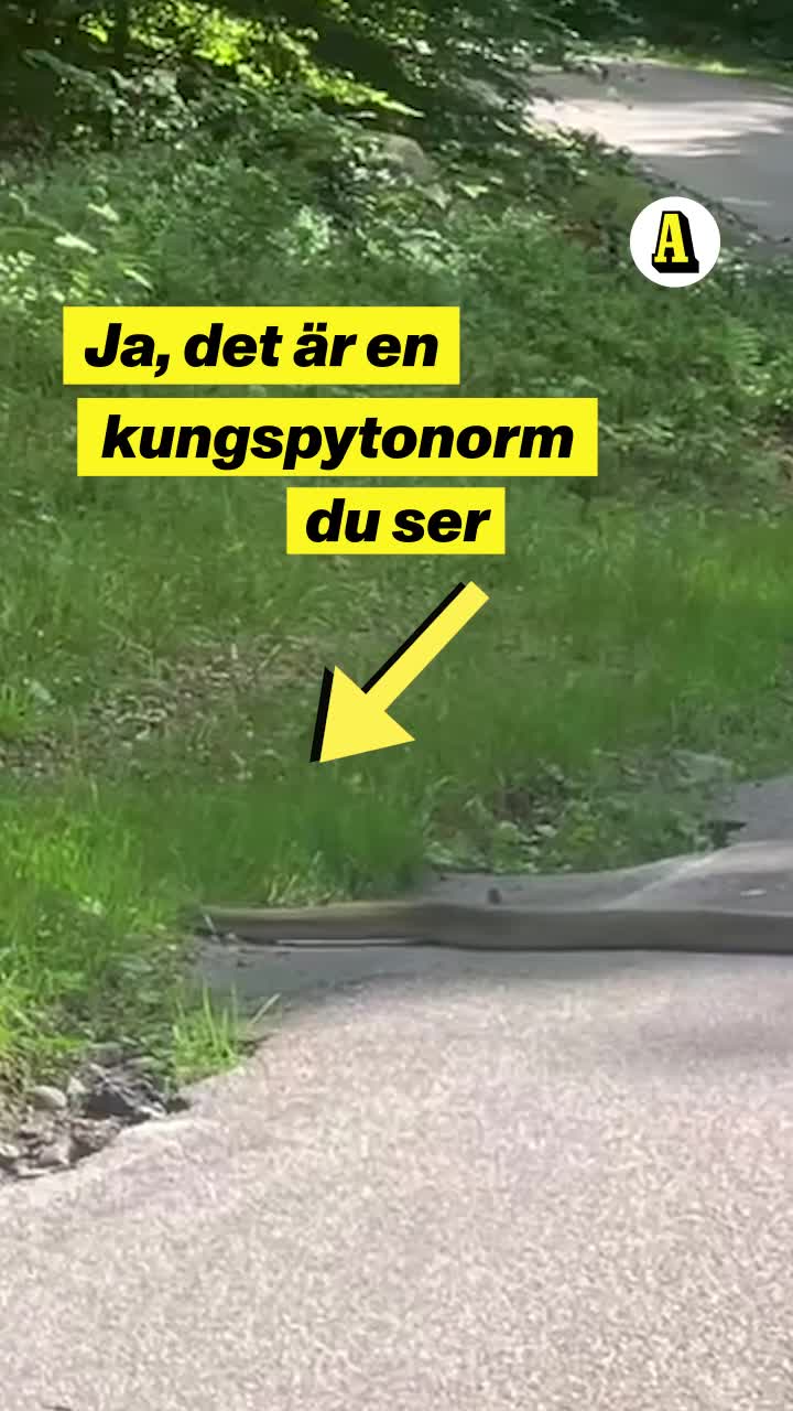 Här slingrar sig kungspytonormen – i Varberg