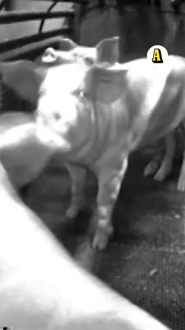 Så plågas miljoner grisar varje år