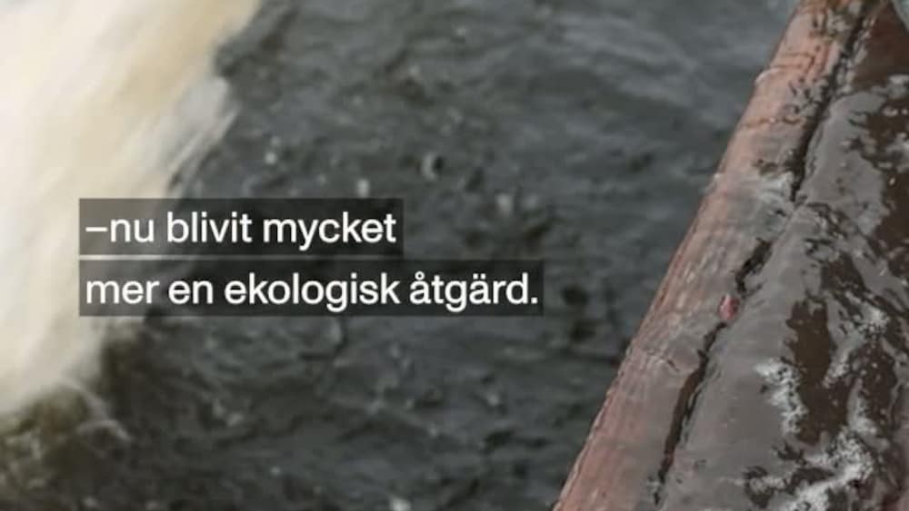 10 000 nya fiskar i str&ouml;mmen