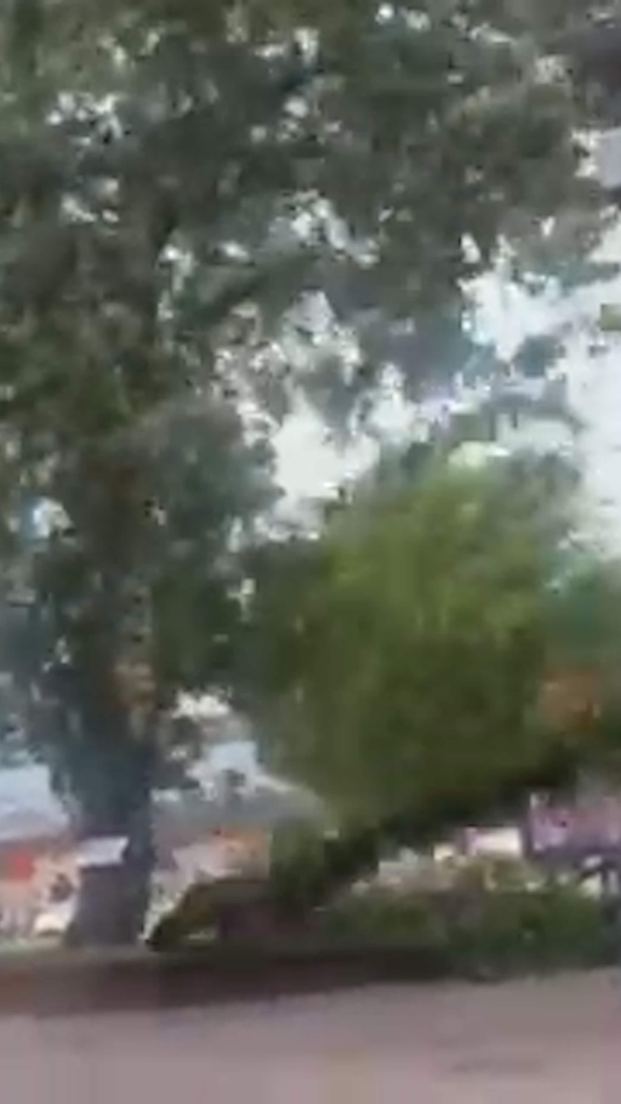 Träd faller under stormkaos i Uppsala