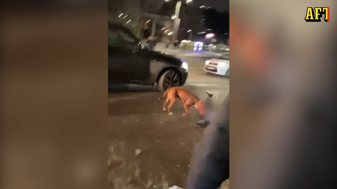 Berättar om hundattacken: ”Alla var rädda”