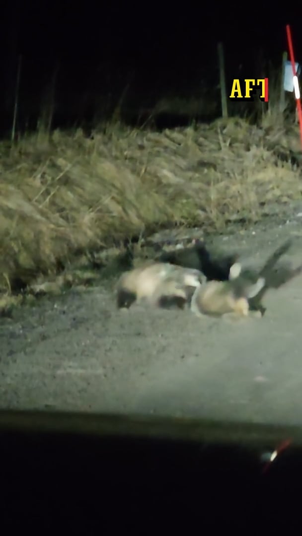 Vilda slagsmålet på grusvägen: ”Bevittnar ett mord!”