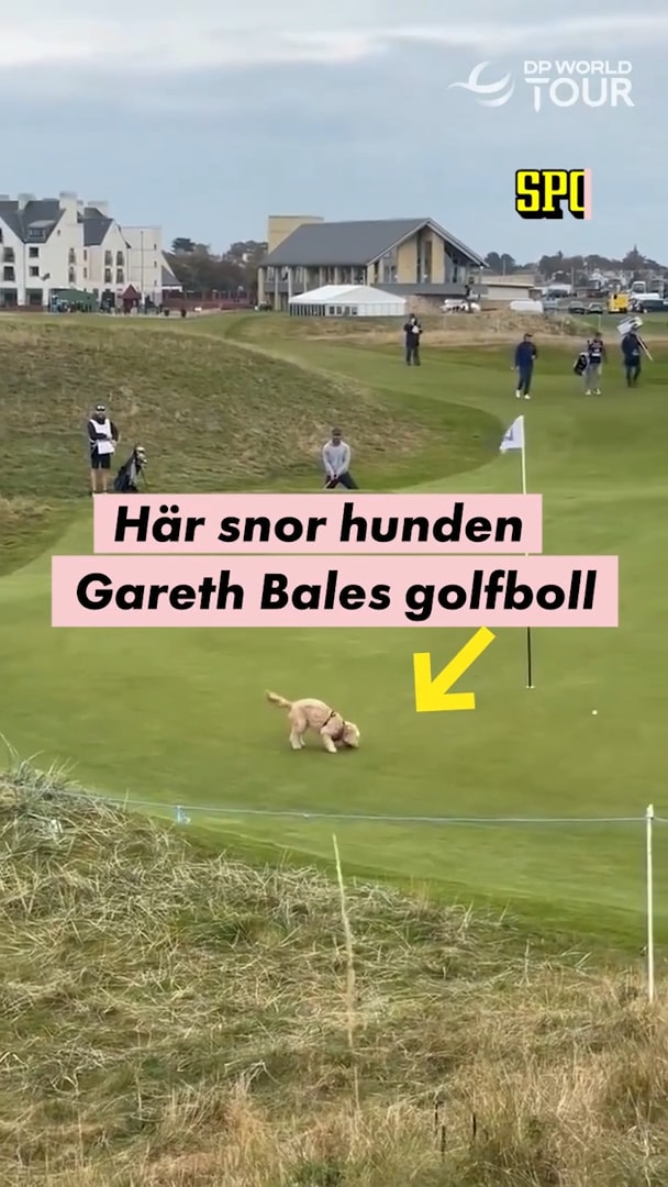 Här dyker hunden upp – och snor åt sig Bales golfboll