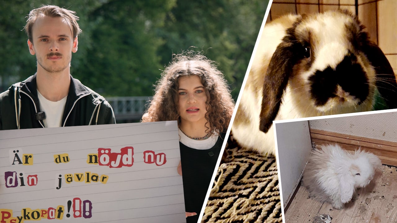 Sköt ihjäl kaninerna och lämnade hotbrev: &ldquo;Så förbannad&rdquo;
