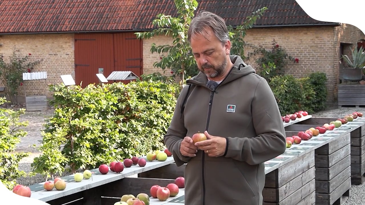 Våra vanligaste äpplen i svenska trädgårdar